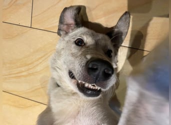 Ayla sucht Zuhause - 95233 Helmbrechts