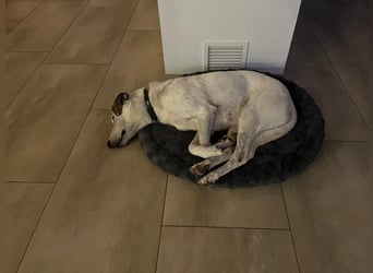 Ayla sucht Zuhause - 95233 Helmbrechts