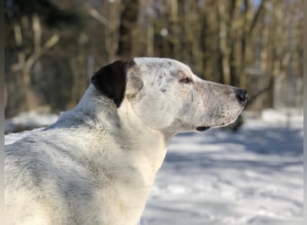 Ayla sucht Zuhause - 95233 Helmbrechts