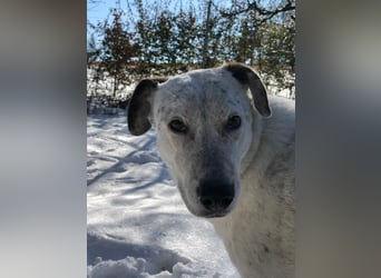 Ayla sucht Zuhause - 95233 Helmbrechts