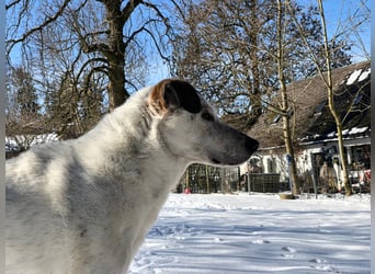 Ayla sucht Zuhause - 95233 Helmbrechts