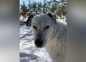 Ayla sucht Zuhause - 95233 Helmbrechts