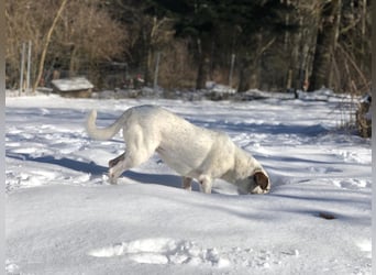 Ayla sucht Zuhause - 95233 Helmbrechts