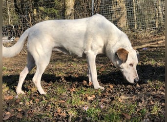 Ayla sucht Zuhause - 95233 Helmbrechts