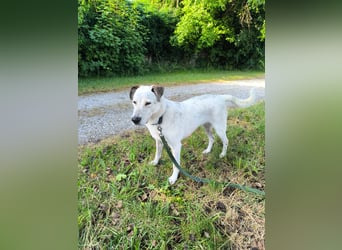 Ayla sucht Zuhause - 95233 Helmbrechts