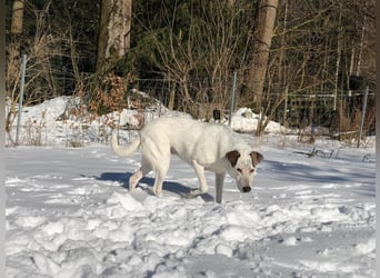 Ayla sucht Zuhause - 95233 Helmbrechts