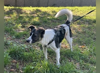 Hütehund-Liebhaber für Loki gesucht