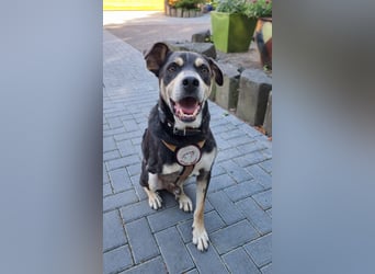 Jack in 53840 Troisdorf