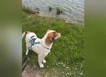 Robin-Kleiner Charmeur sucht Anhang