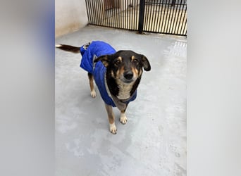 Teo (Theodora) ... ältere Hunde-Dame sucht Seniorenplatz