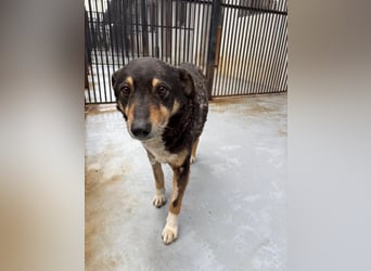 Teo (Theodora) ... ältere Hunde-Dame sucht Seniorenplatz