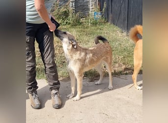 Menschenbezogene Dallulah