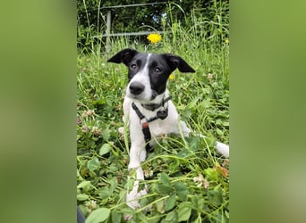Aufgeweckte Sansa sucht ein Zuhause