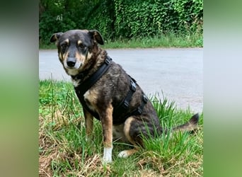 Teo (Theodora) ... ältere Hunde-Dame sucht Seniorenplatz