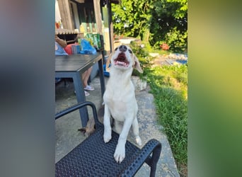 Remus, toller Hundejunge sucht Familie