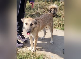 Menschenbezogene Dallulah