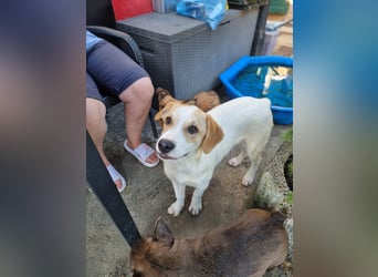 Remus, toller Hundejunge sucht Familie