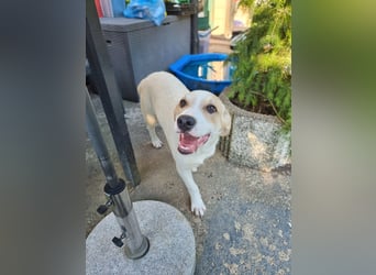 Remus, toller Hundejunge sucht Familie