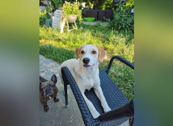 Remus, toller Hundejunge sucht Familie