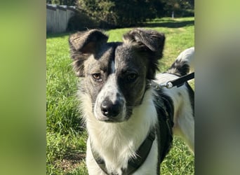 Hütehund-Liebhaber für Loki gesucht