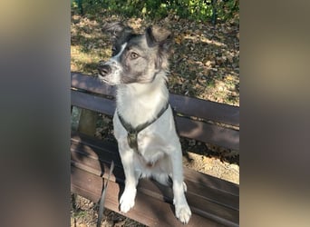 Hütehund-Liebhaber für Loki gesucht