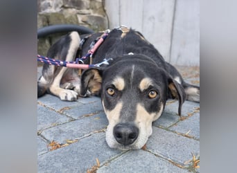 Jack in 53840 Troisdorf