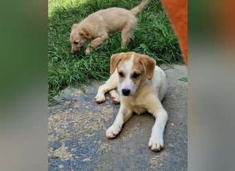 Remus...Riesenbaby sucht Famile
