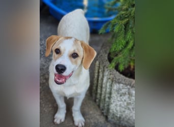 Remus, toller Hundejunge sucht Familie