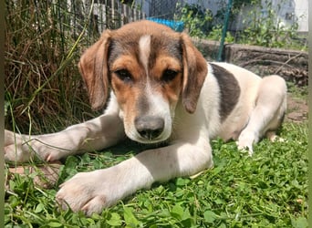 Ripley sucht eine Familie
