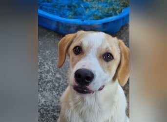 Remus, toller Hundejunge sucht Familie