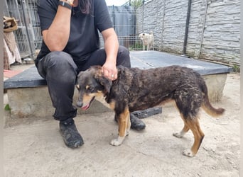 Teo (Theodora) ... ältere Hunde-Dame sucht Seniorenplatz