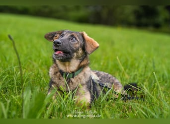 Rika sucht eine Familie