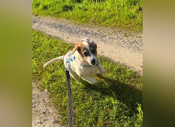 Robin sucht seine Menschen