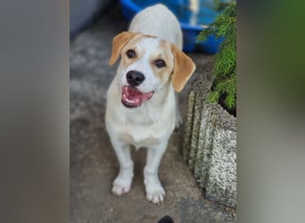 Remus, toller Hundejunge sucht Familie