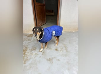Teo (Theodora) ... ältere Hunde-Dame sucht Seniorenplatz
