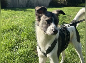 Hütehund-Liebhaber für Loki gesucht