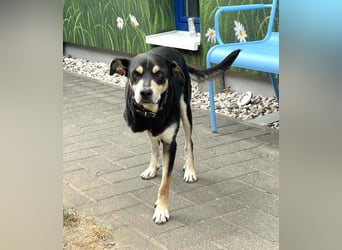 Jack, drebeinig...na und?!