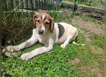 Ripley sucht eine Familie