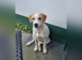 Remus, toller Hundejunge sucht Familie
