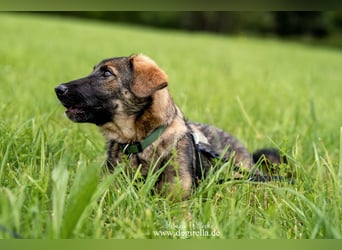 Rika sucht eine Familie