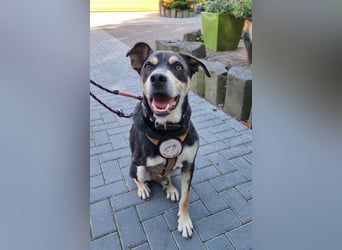 Jack in 53840 Troisdorf