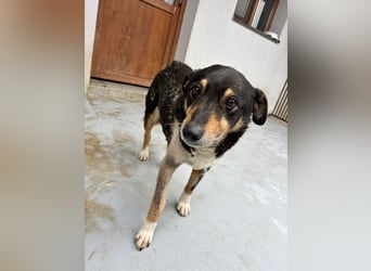 Teo (Theodora) ... ältere Hunde-Dame sucht Seniorenplatz