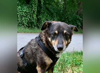 Teo (Theodora) ... ältere Hunde-Dame sucht Seniorenplatz