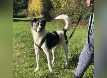 Hütehund-Liebhaber für Loki gesucht