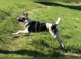 Hütehund-Liebhaber für Loki gesucht