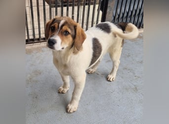 Ripley sucht eine Familie