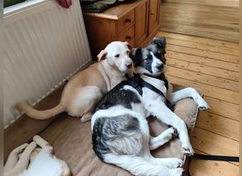 Hütehund-Liebhaber für Loki gesucht