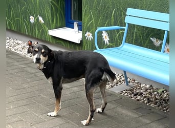 Jack, drebeinig...na und?!
