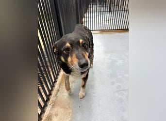 Teo (Theodora) ... ältere Hunde-Dame sucht Seniorenplatz