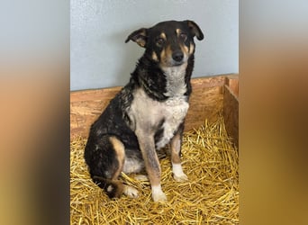 Teo (Theodora) ... ältere Hunde-Dame sucht Seniorenplatz